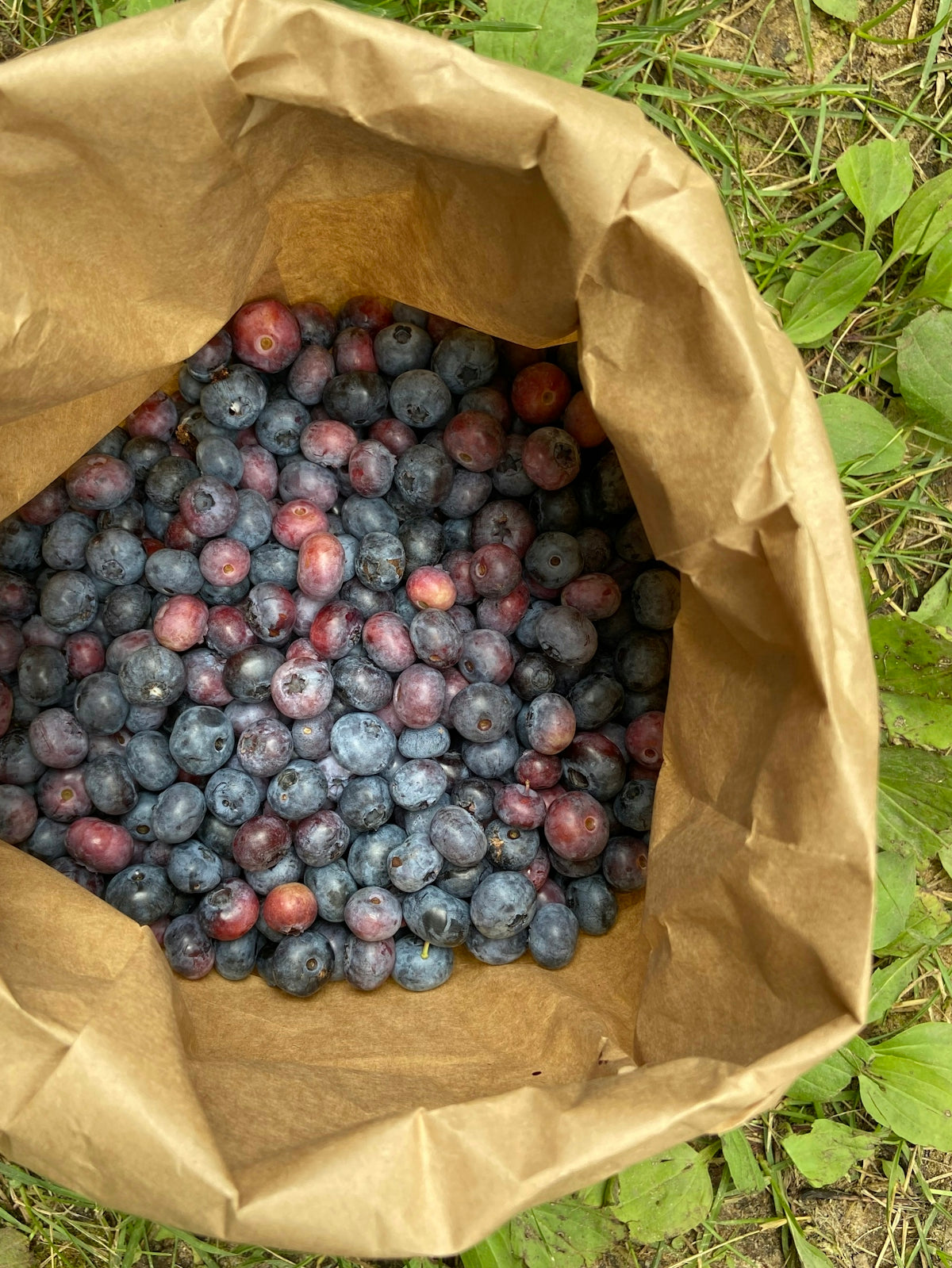 a paper bag filled with blueberries on the ground