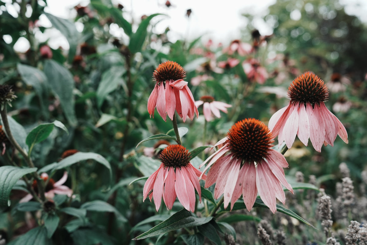 a field full of pink flowers with lots of green leaves