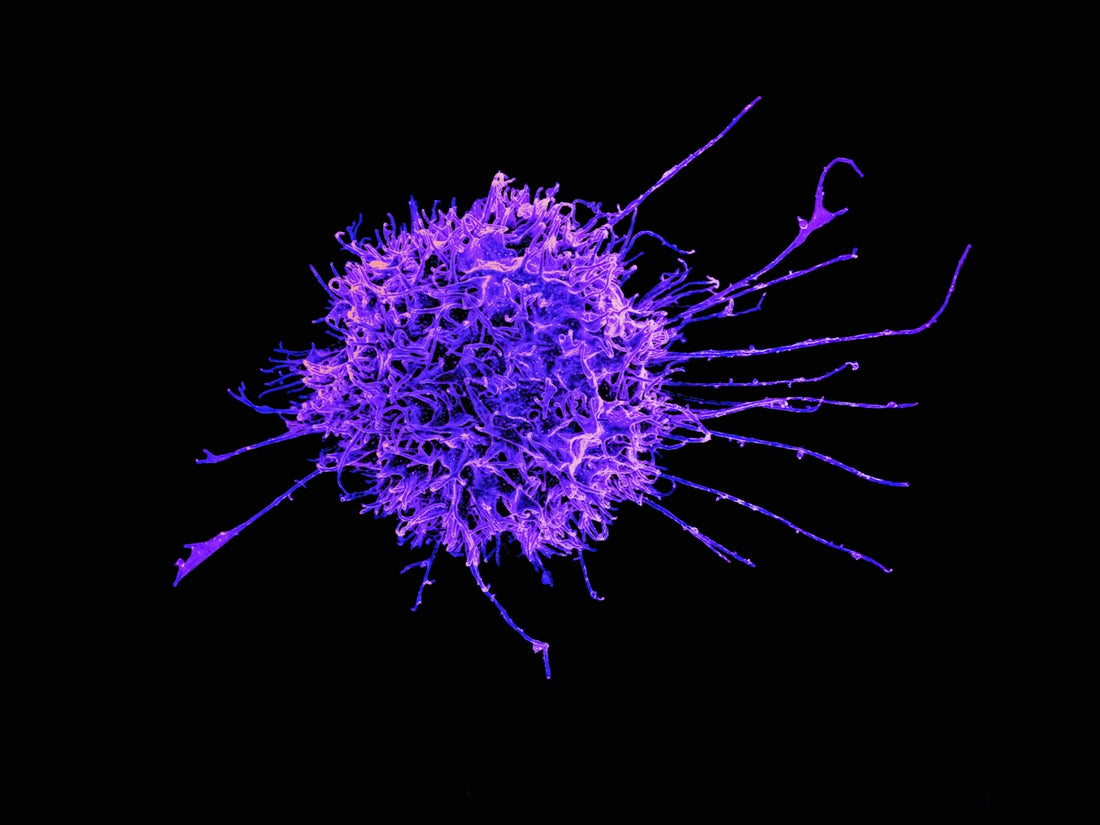 Immunit System Discovering Powerful Immune System Strategies for Every Lifestyle ...
